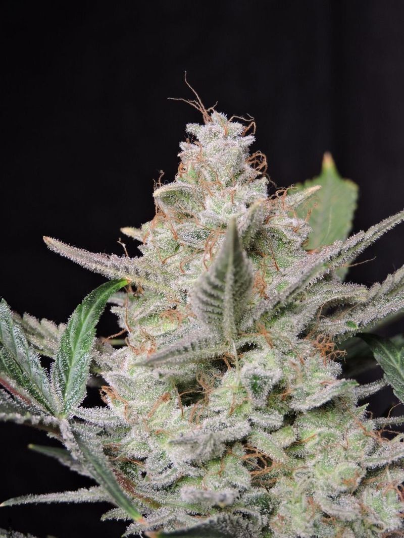 Strawberry Pie Auto, Фасовка: 3, изображение 9